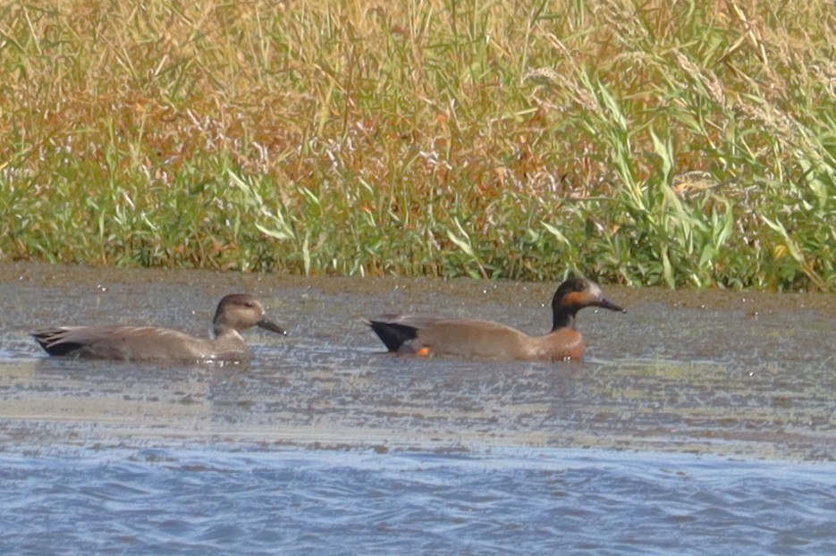 鴨亞科(鴨類) - ML643451246