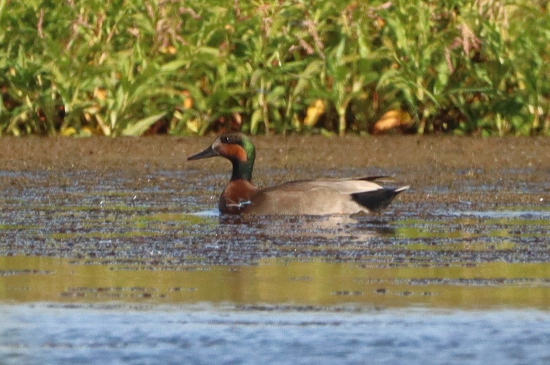 鴨亞科(鴨類) - ML643451247