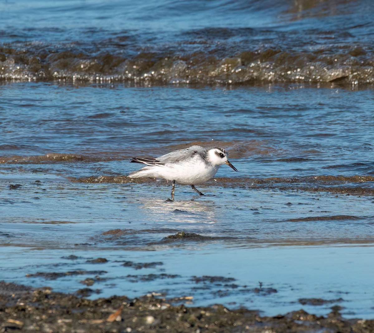 Red Phalarope - ML643451252