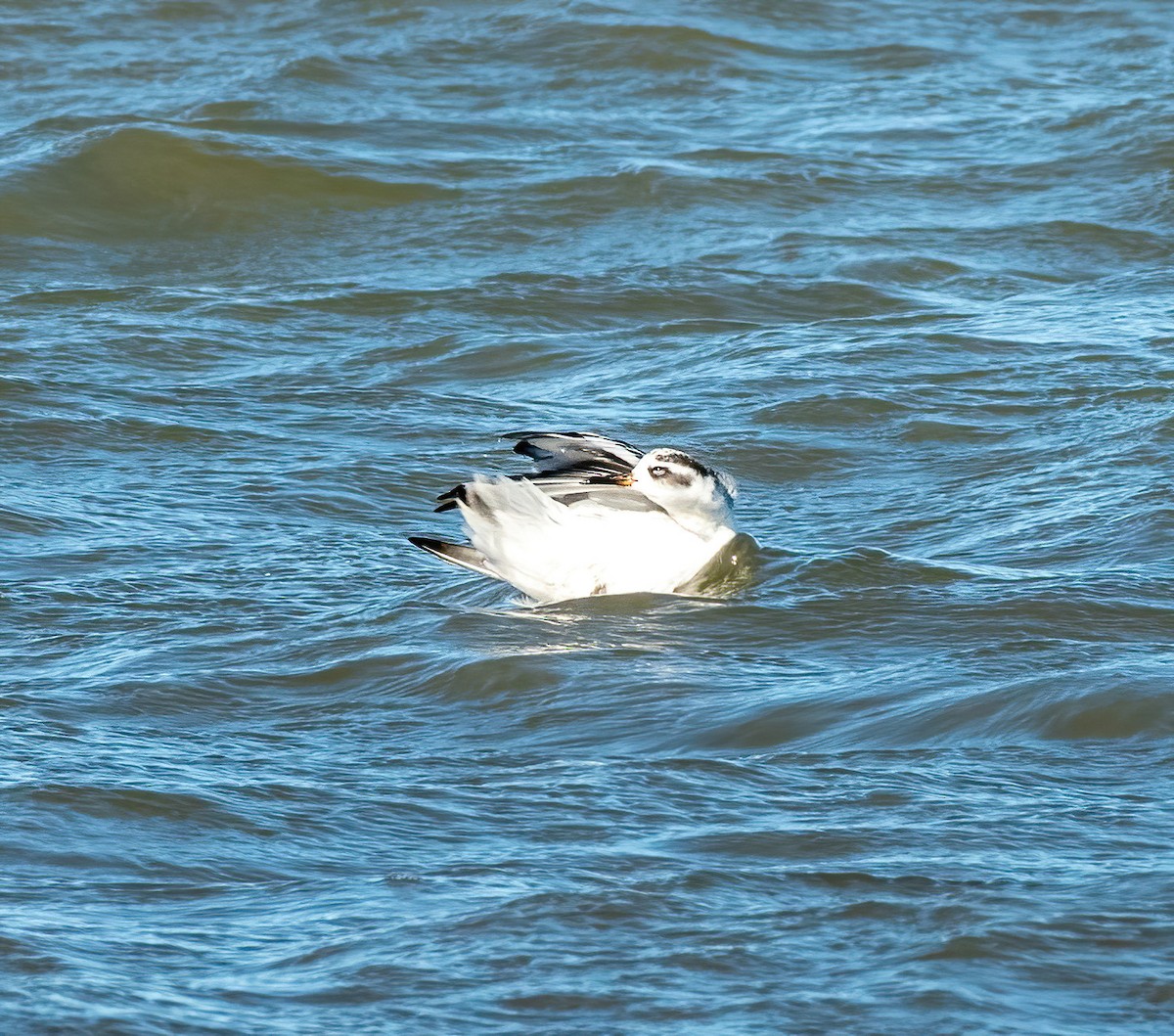 Red Phalarope - ML643451253