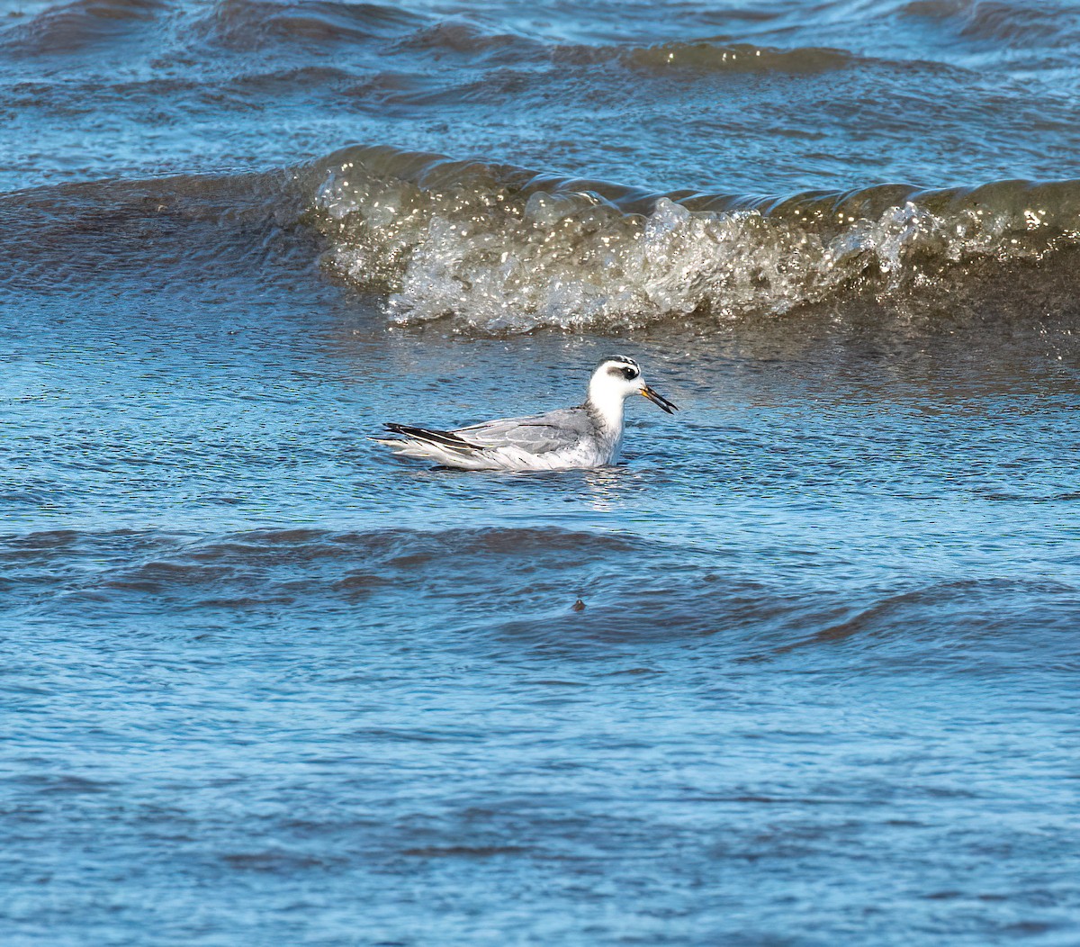 Red Phalarope - ML643451254