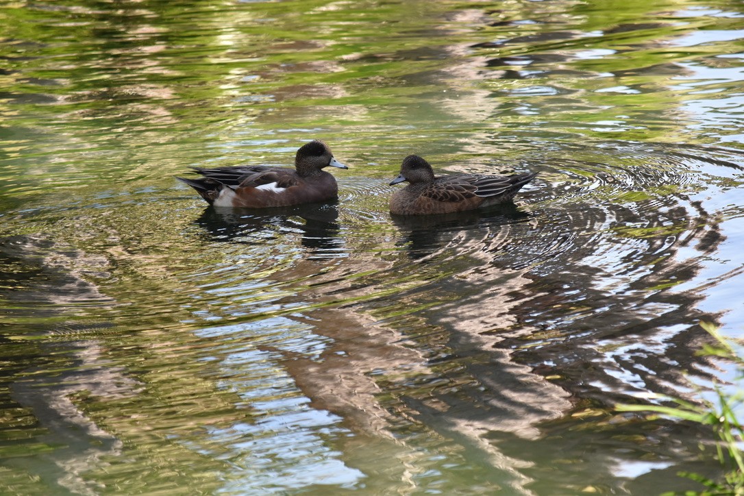 American Wigeon - ML643451256