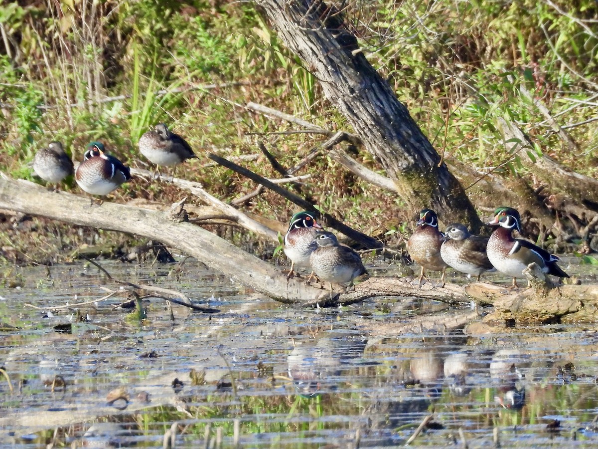 Wood Duck - ML643451259