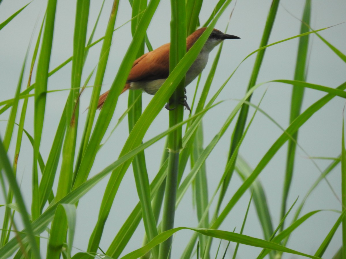 Yellow-chinned Spinetail - ML643451260