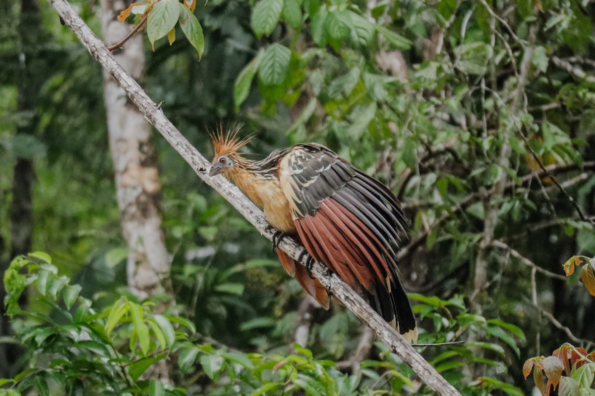 Hoatzin - ML643451266