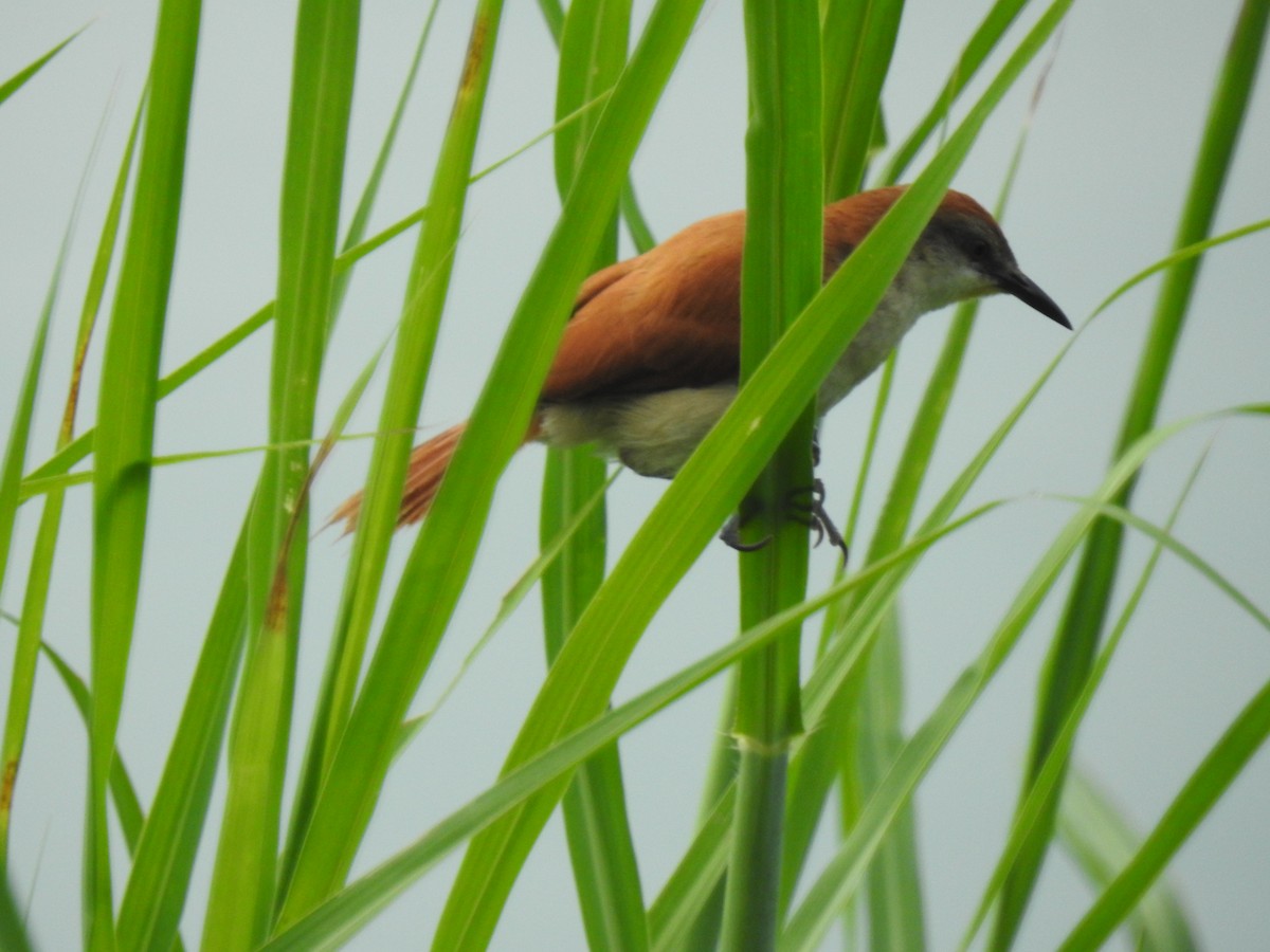 Yellow-chinned Spinetail - ML643451267