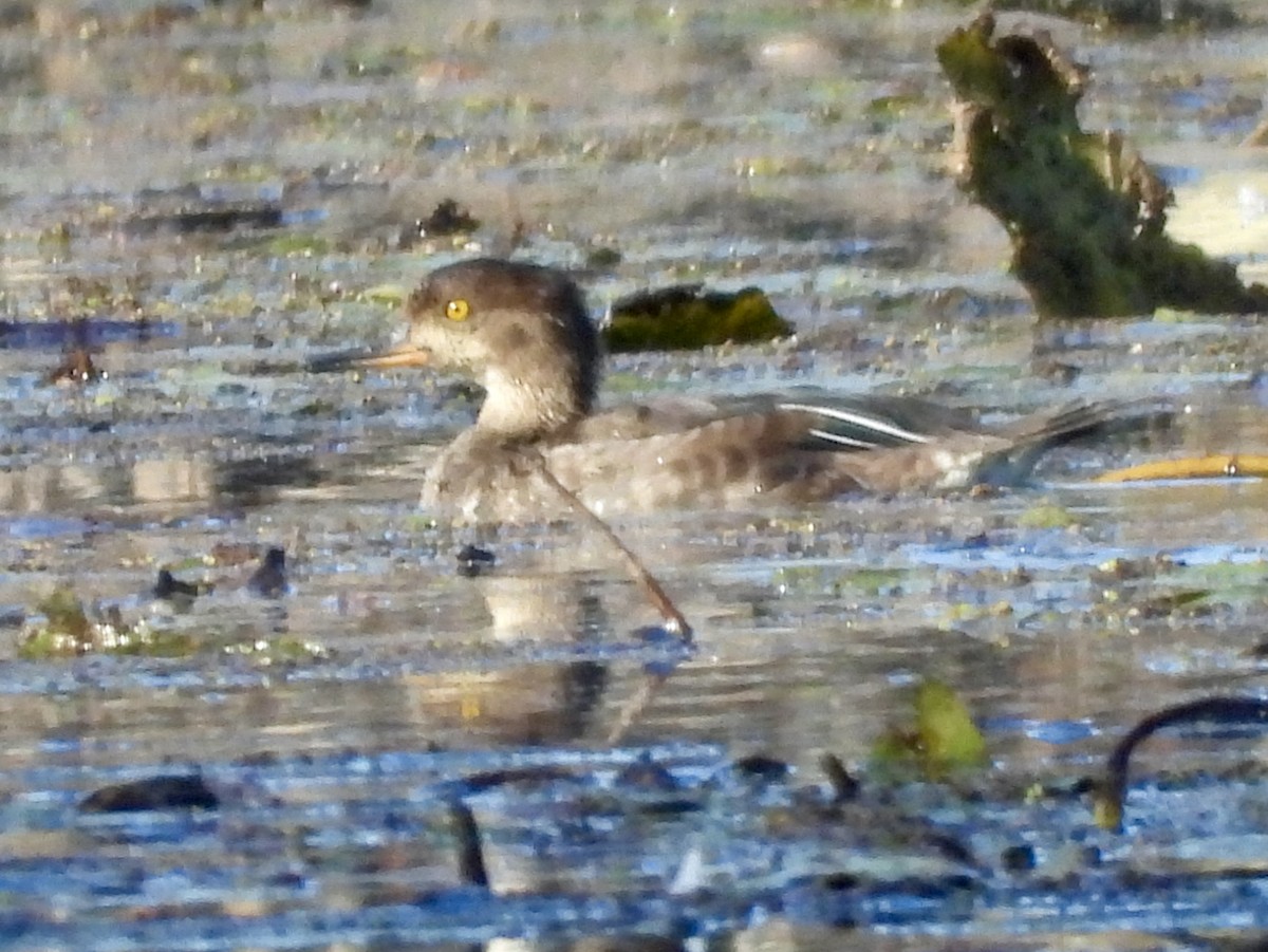 Hooded Merganser - ML643451268