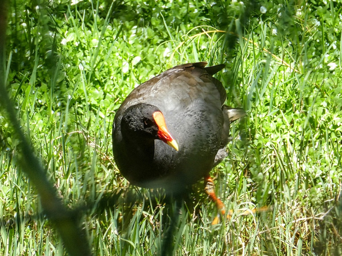 Dusky Moorhen - ML643451274