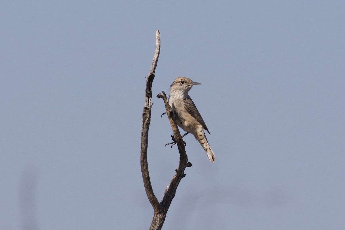 Rock Wren - ML643451275