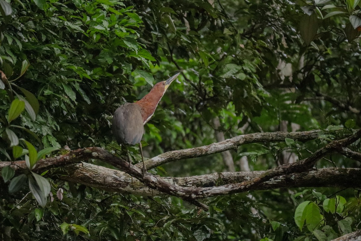 Rufescent Tiger-Heron - ML643451276
