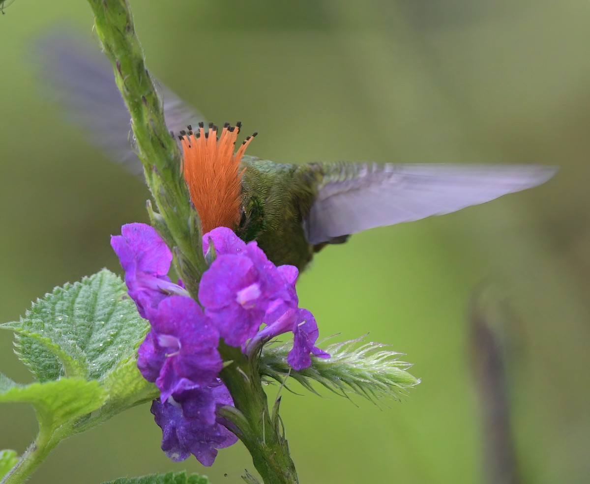 Rufous-crested Coquette - ML643451278