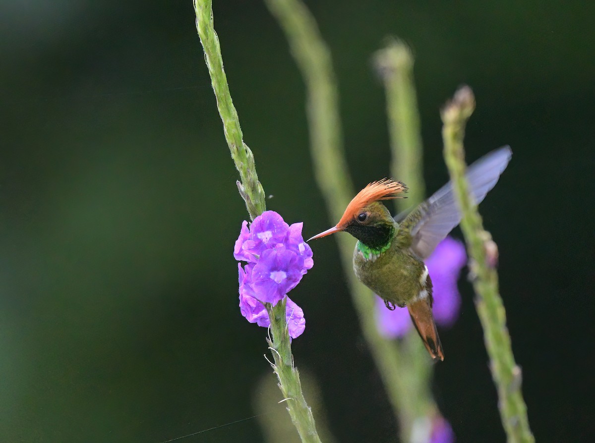 Rufous-crested Coquette - ML643451279