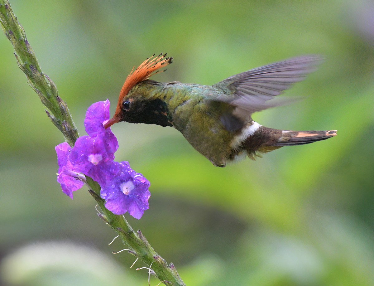 Rufous-crested Coquette - ML643451280
