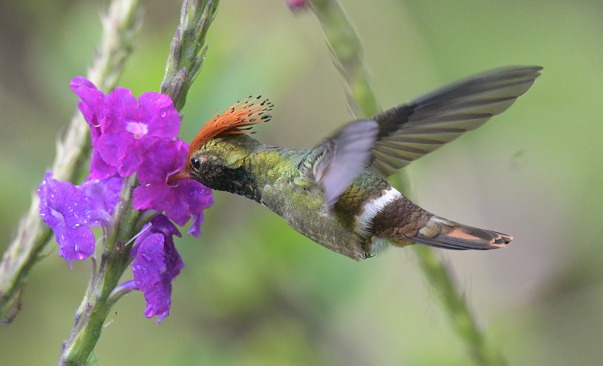 Rufous-crested Coquette - ML643451281