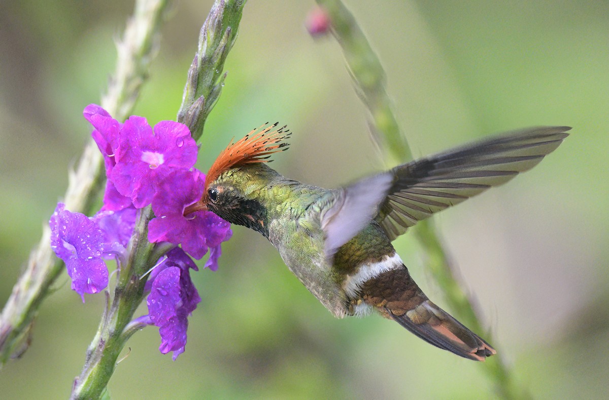 Rufous-crested Coquette - ML643451282