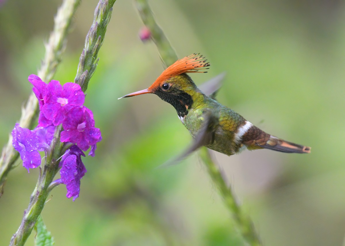 Rufous-crested Coquette - ML643451283