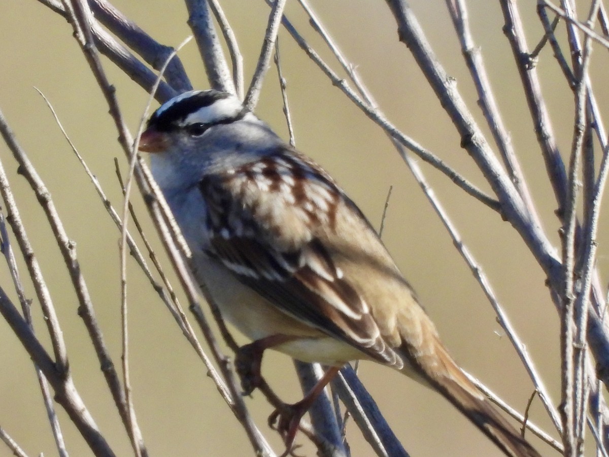 White-crowned Sparrow - ML643451290