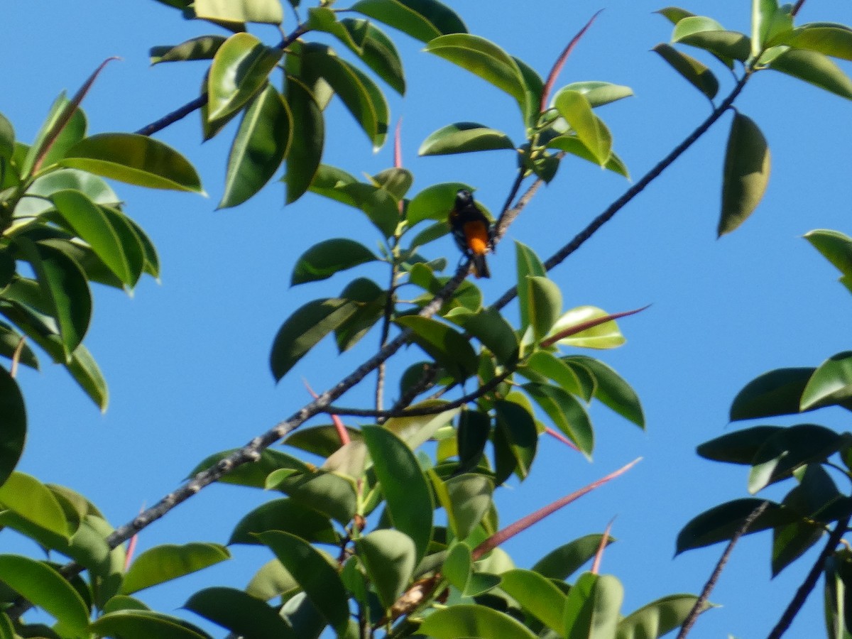 Baltimore Oriole - ML643451295