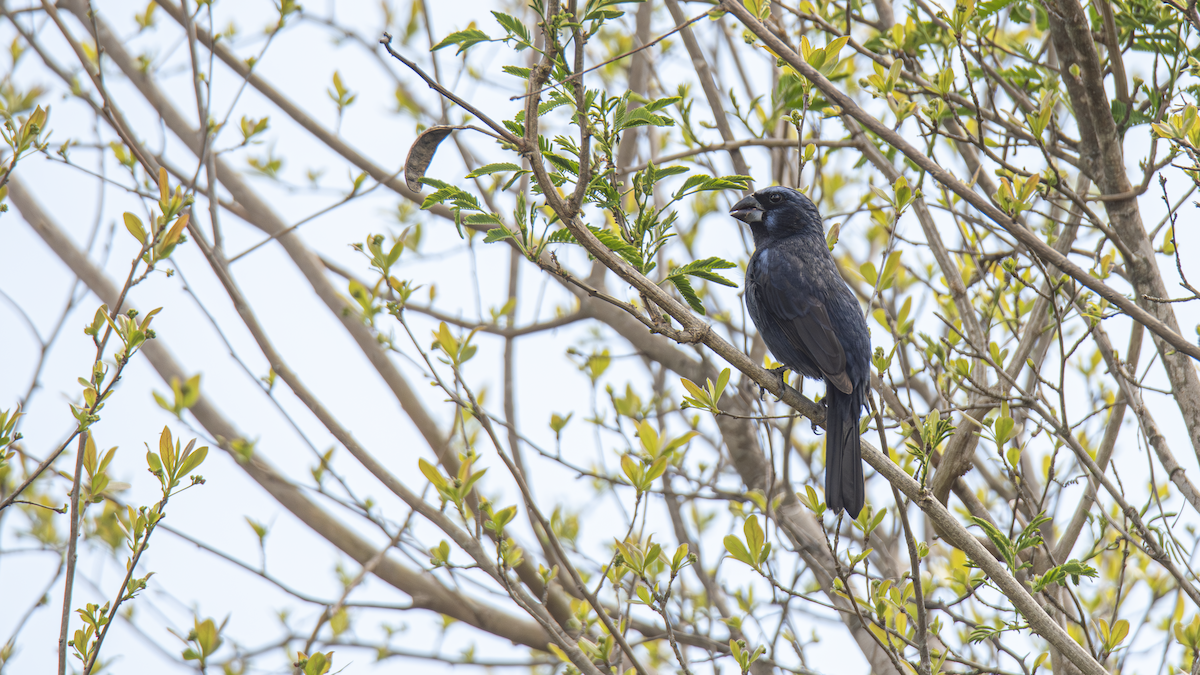 Ultramarine Grosbeak - ML643451299