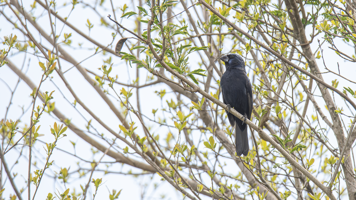 Ultramarine Grosbeak - ML643451300
