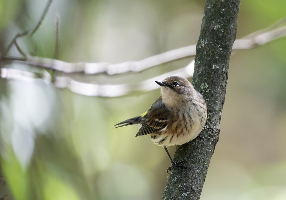 Yellow-rumped Warbler - ML643451301