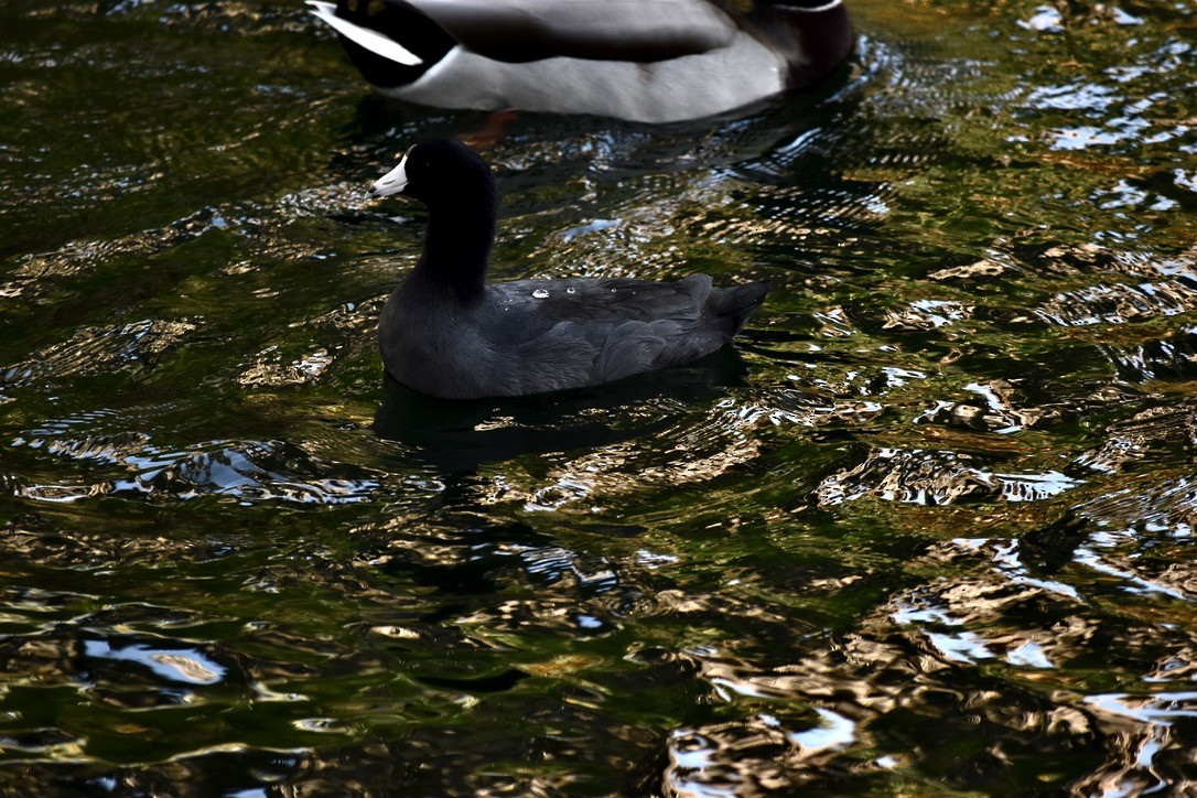 American Coot - ML643451304