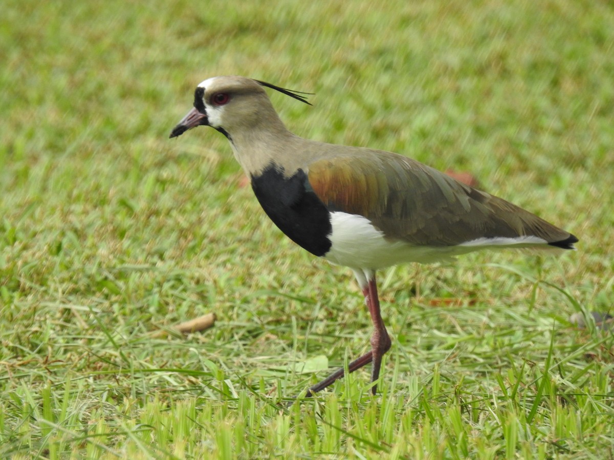 Southern Lapwing - ML643451305