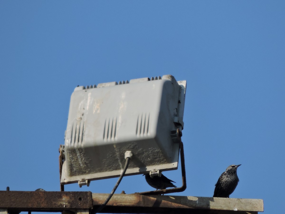 Spotless Starling - ML643451309