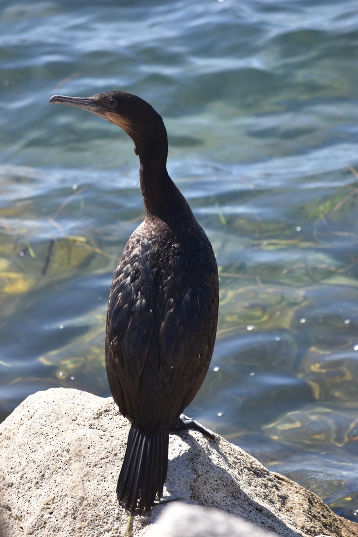Brandt's Cormorant - ML643451311