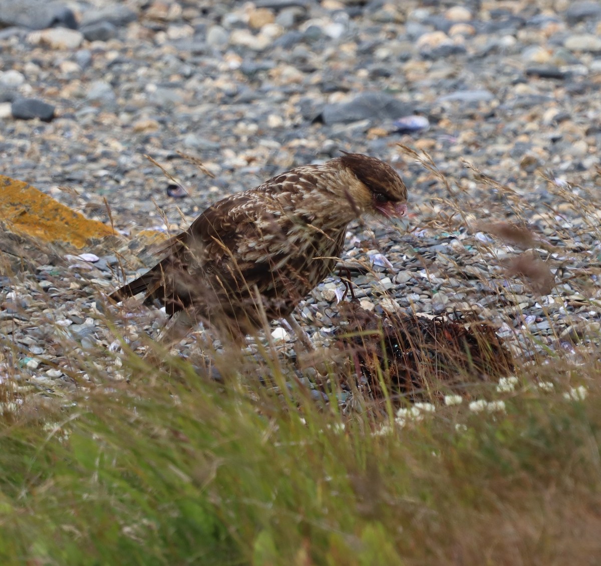 Crested Caracara (Southern) - ML643451313