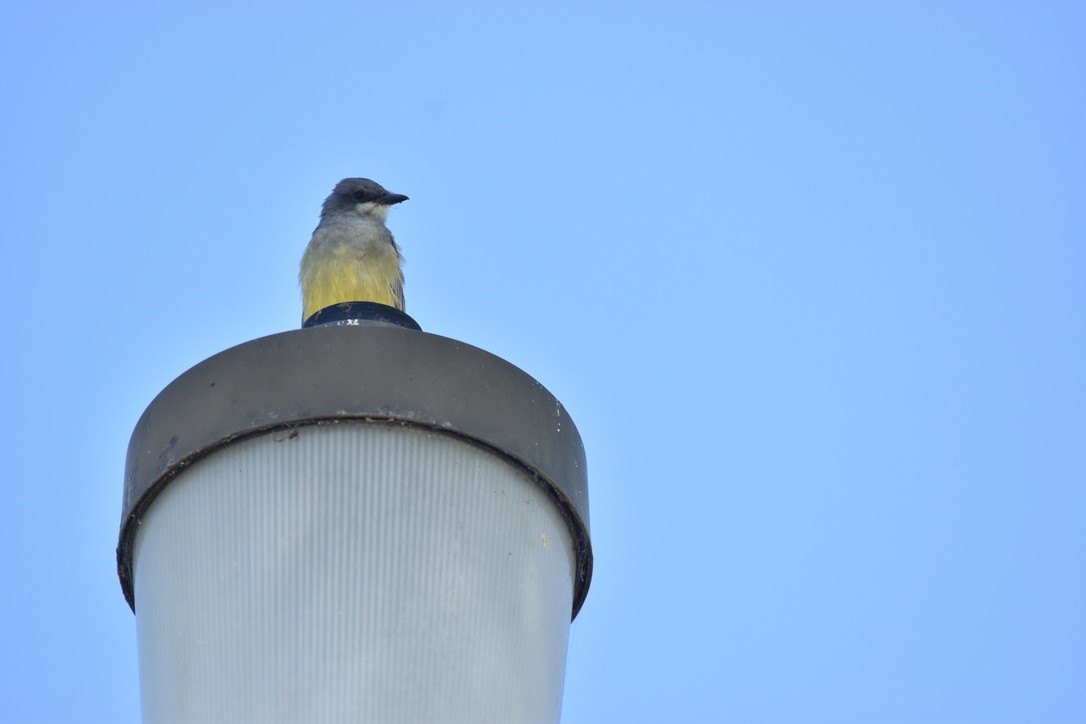Cassin's Kingbird - ML643451320