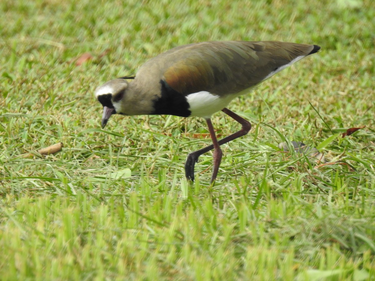 Southern Lapwing - ML643451321