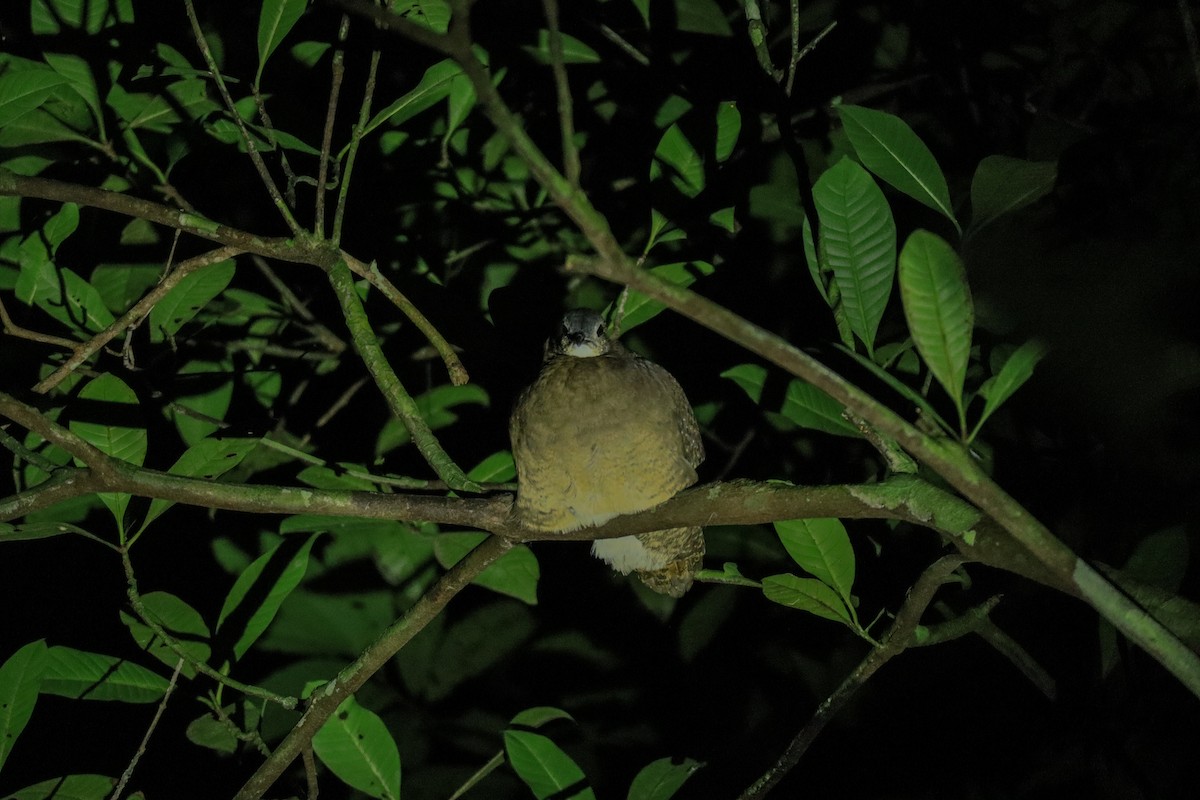 Undulated Tinamou - ML643451325