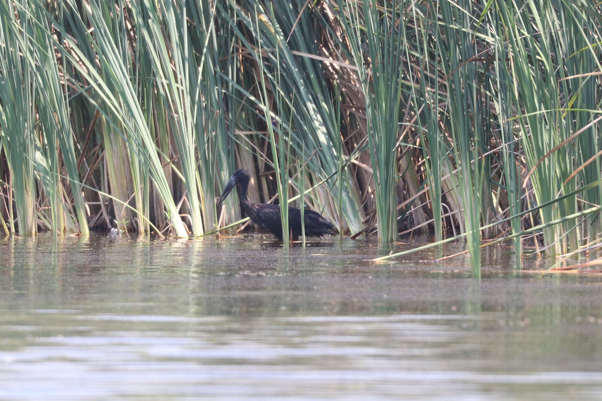 African Openbill - ML643451328
