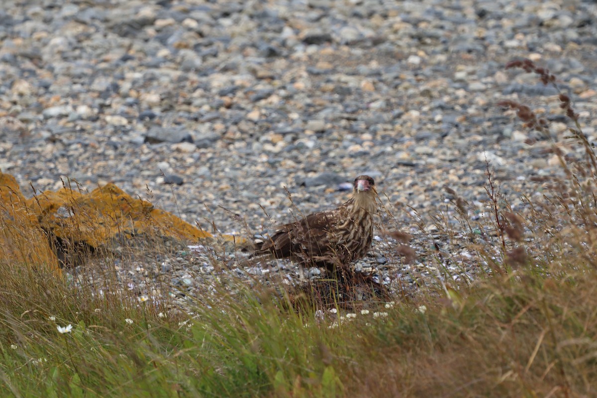 Crested Caracara (Southern) - ML643451332