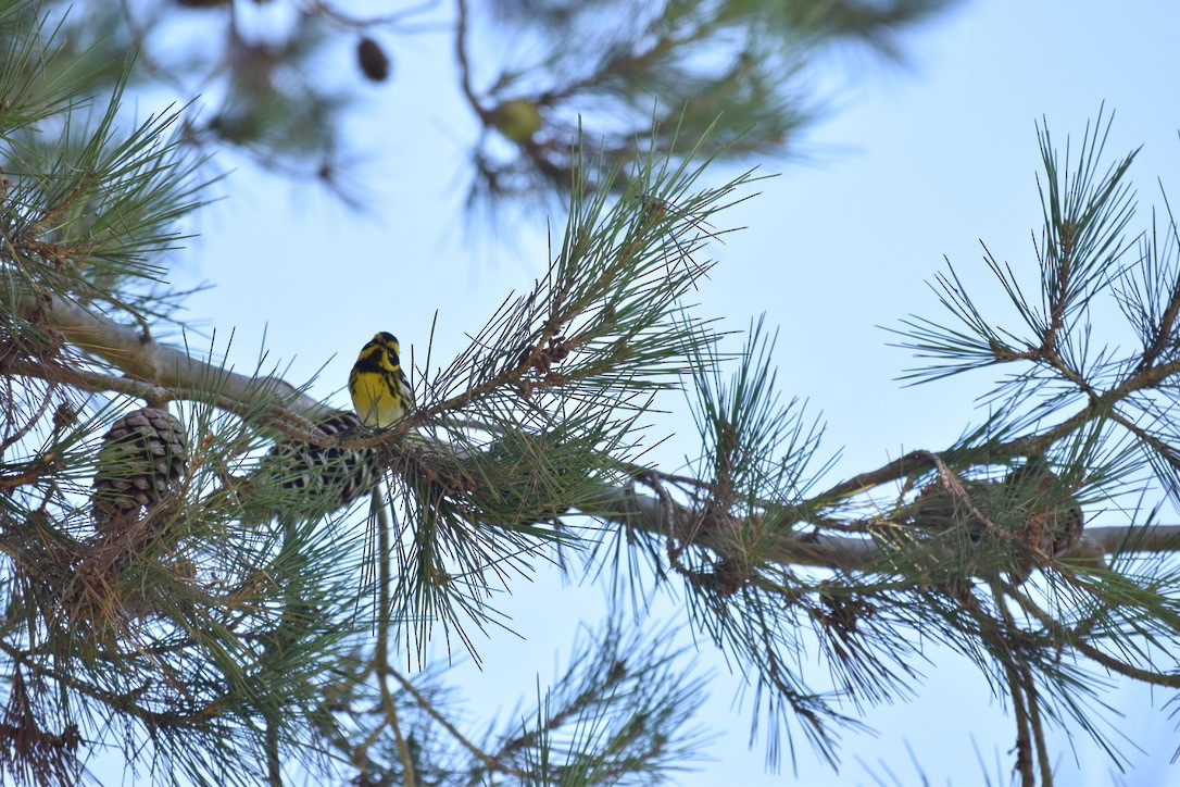 Townsend's Warbler - ML643451333