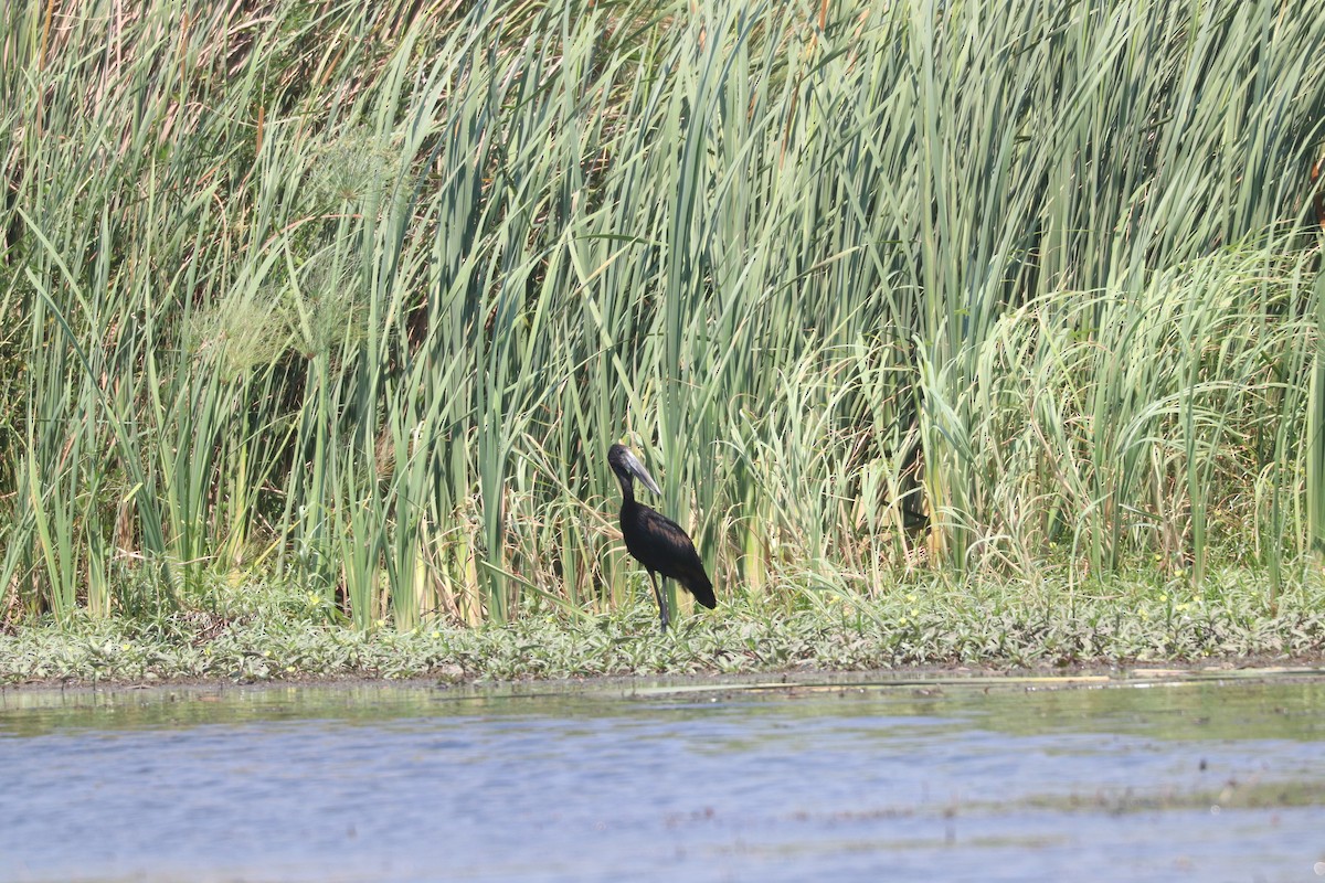 African Openbill - ML643451349
