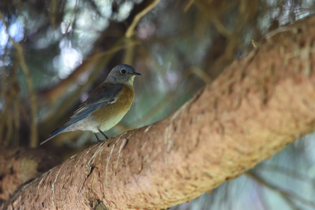 Western Bluebird - ML643451355