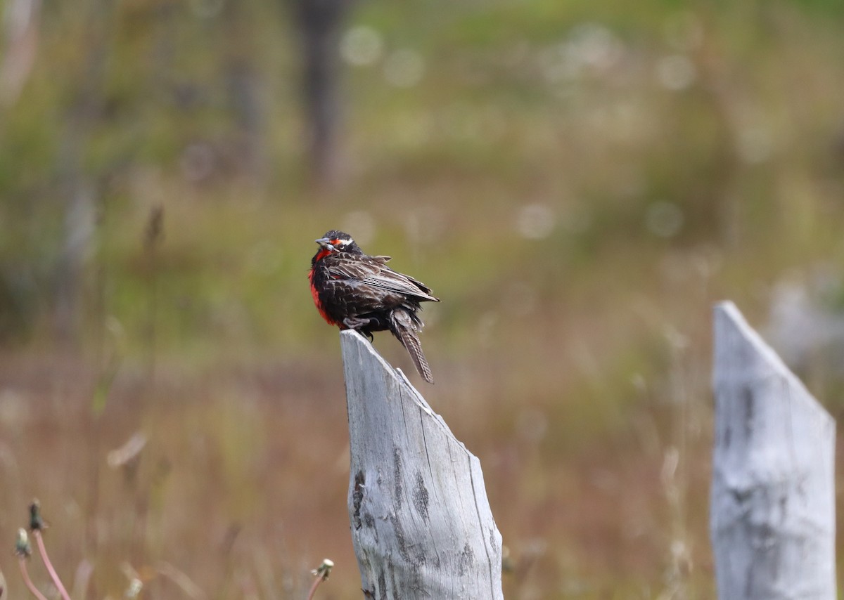 Long-tailed Meadowlark - ML643451367
