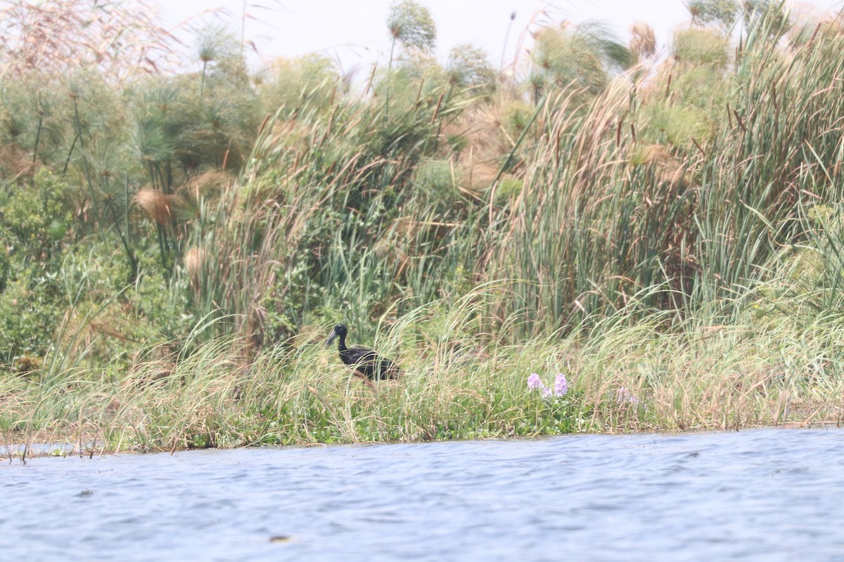 African Openbill - ML643451368