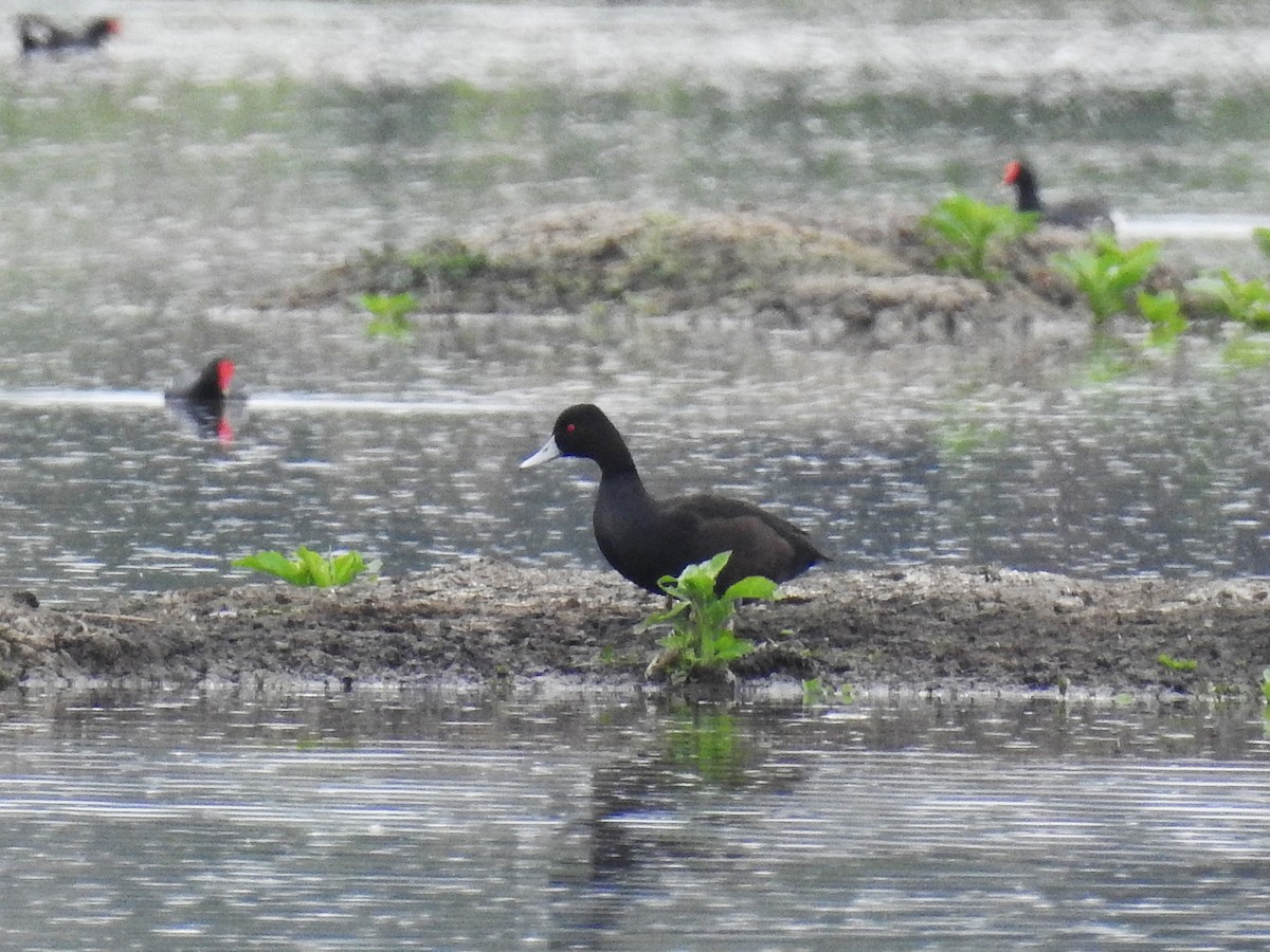 Southern Pochard - ML643451369
