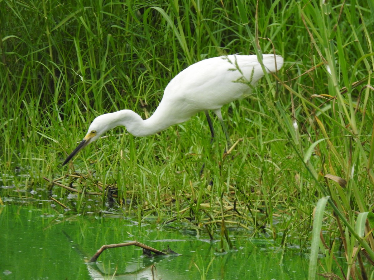 Snowy Egret - ML643451371
