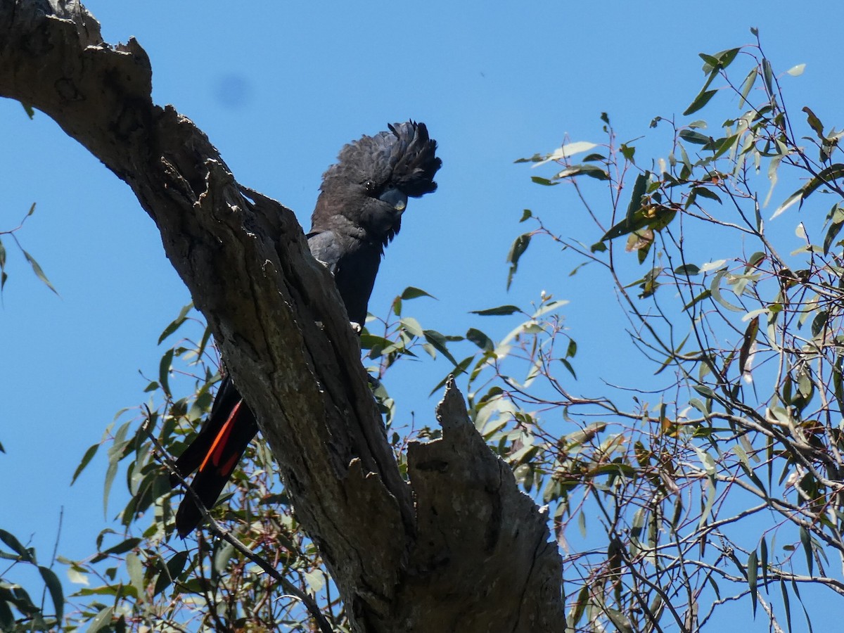 Red-tailed Black-Cockatoo - ML643451376