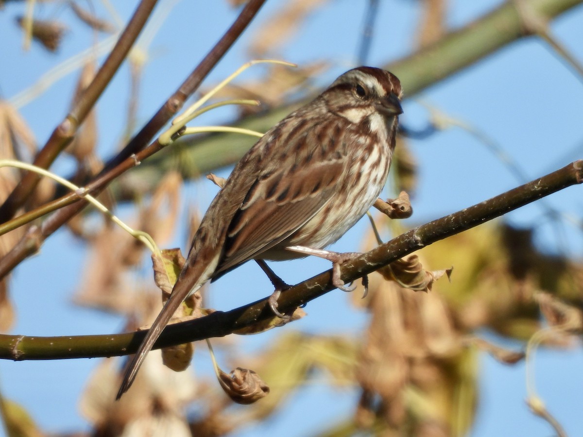 Song Sparrow - ML643451378
