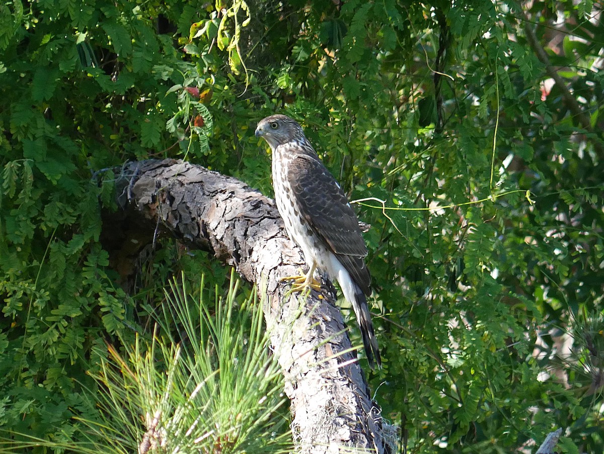 Cooper's Hawk - ML643451382