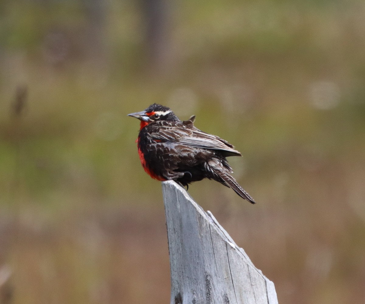 Long-tailed Meadowlark - ML643451388