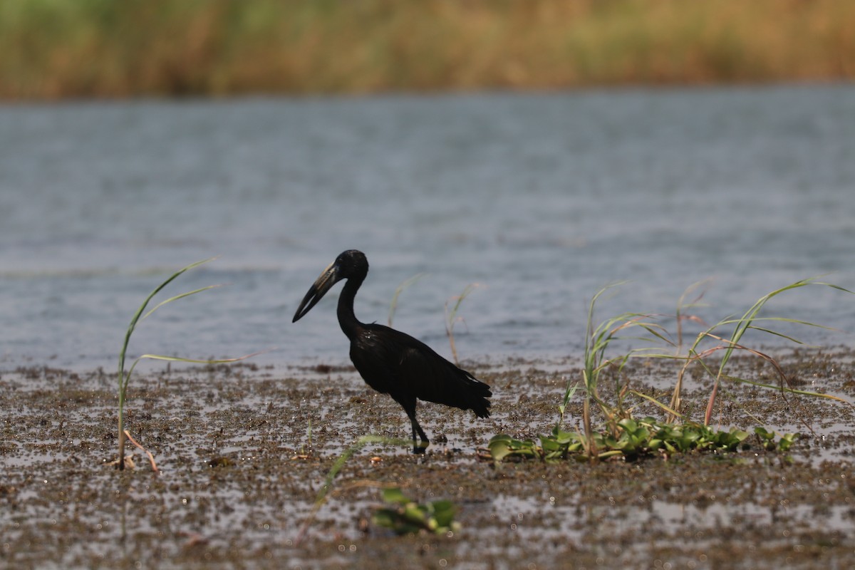 African Openbill - ML643451390