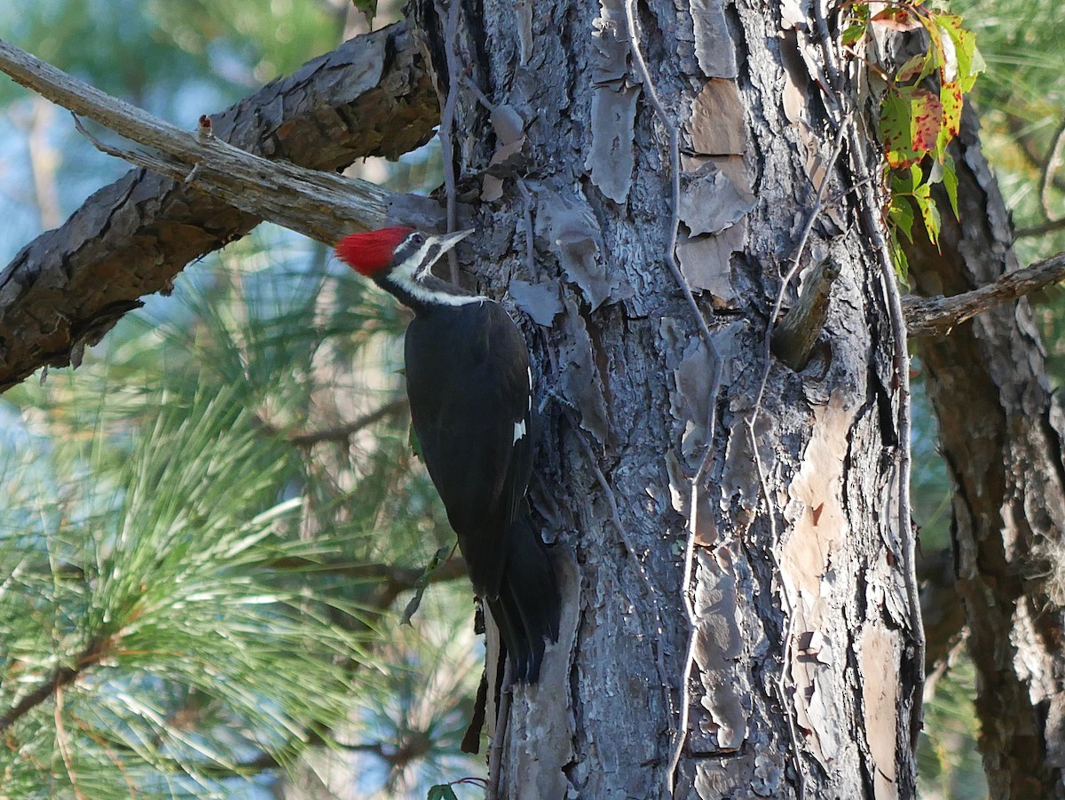 Pileated Woodpecker - ML643451391