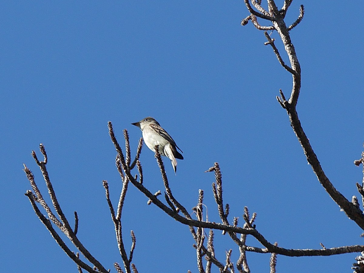 Eastern Wood-Pewee - ML643451402