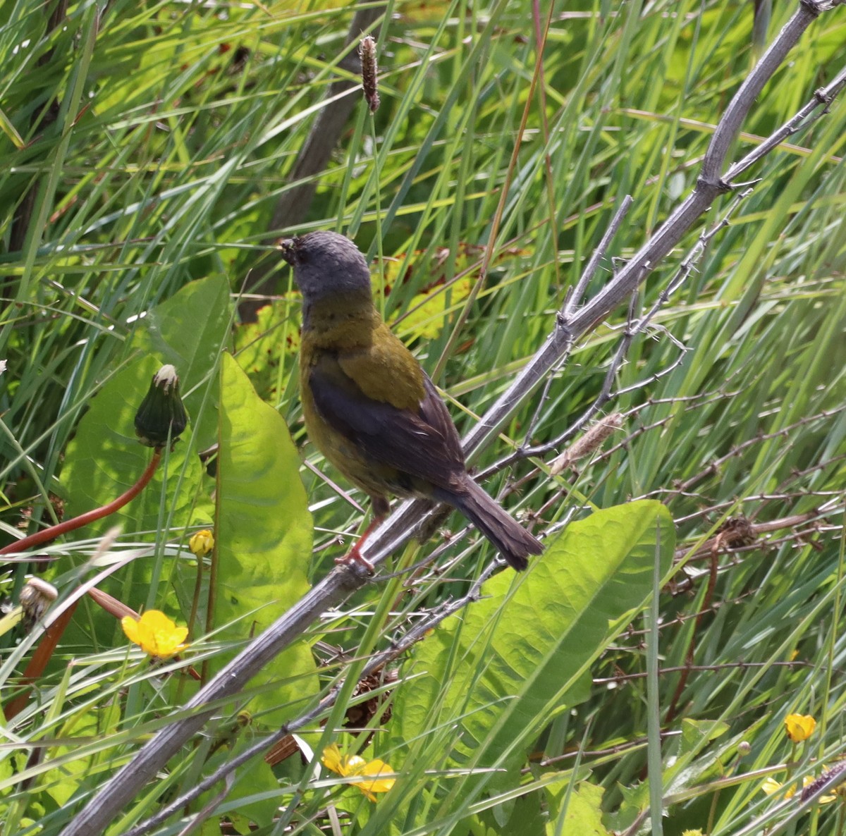 Patagonian Sierra Finch - ML643451409